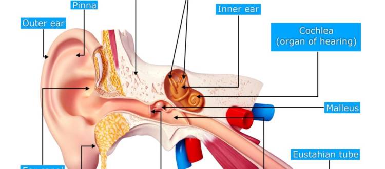 Diving and Eustachian Tube Dysfunction