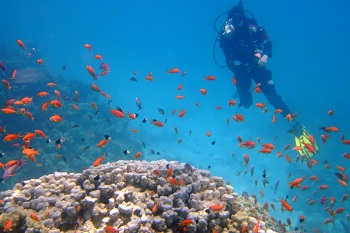 What Is Scuba Diving?