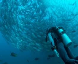 scuba diving refresher course