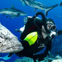 Speciality diver swimming with a grouper and sharks